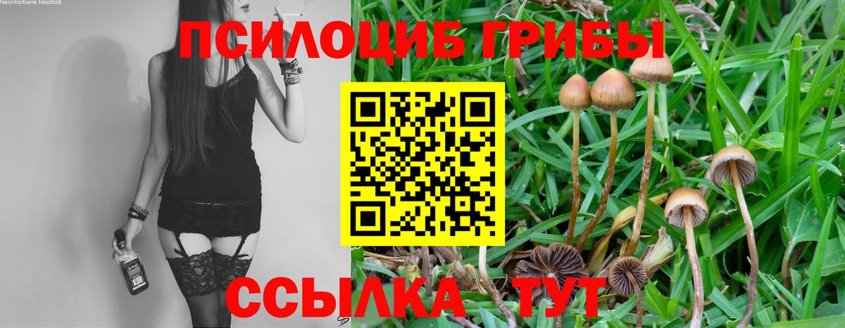Псилоцибиновые грибы прущие грибы Новоалександровск